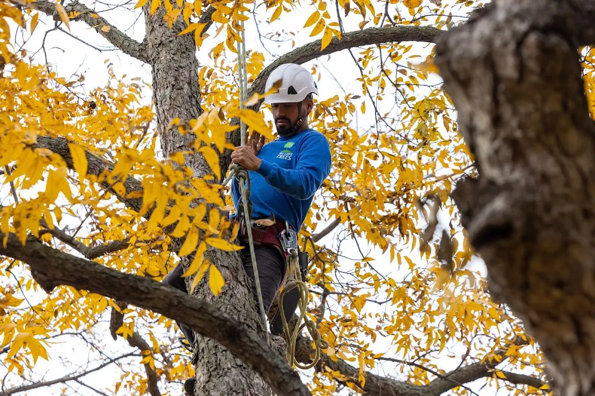 Skilled Tree Trimming crew working in Corona